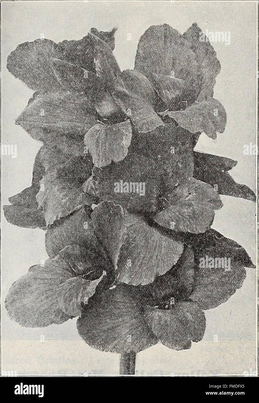 Dreer's Wholesale price list - Semillas de flores Plantas semillas de hortalizas, semillas de pasto abonos, insecticidas, artículos diversos, etc., etc (1906) Foto de stock