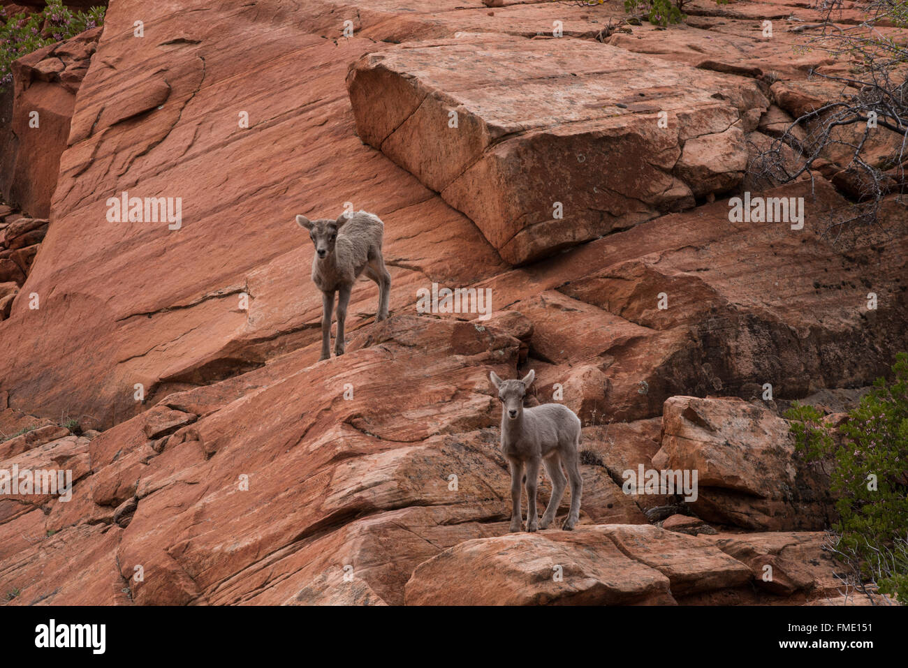 El Borrego Cimarrón del desierto de corderos, el Parque Nacional de Zion, Utah Foto de stock