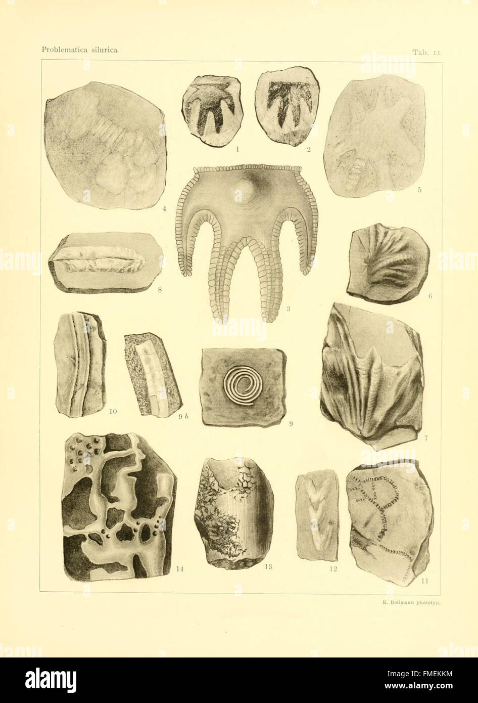 Problematica Silurica (Lámina 11). Foto de stock