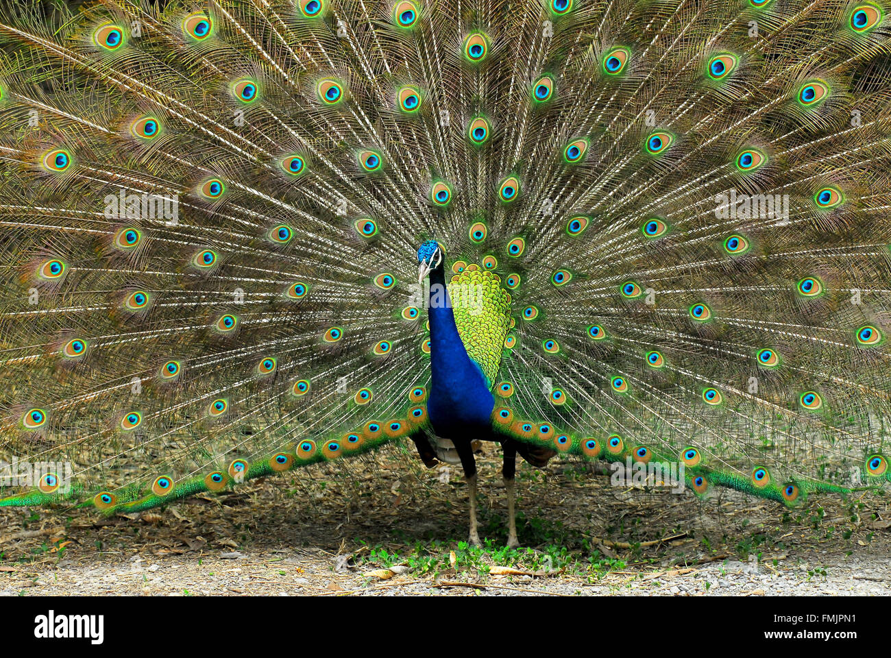 Cerca de Indian Peafowl macho mostrando las plumas de la cola Foto de stock