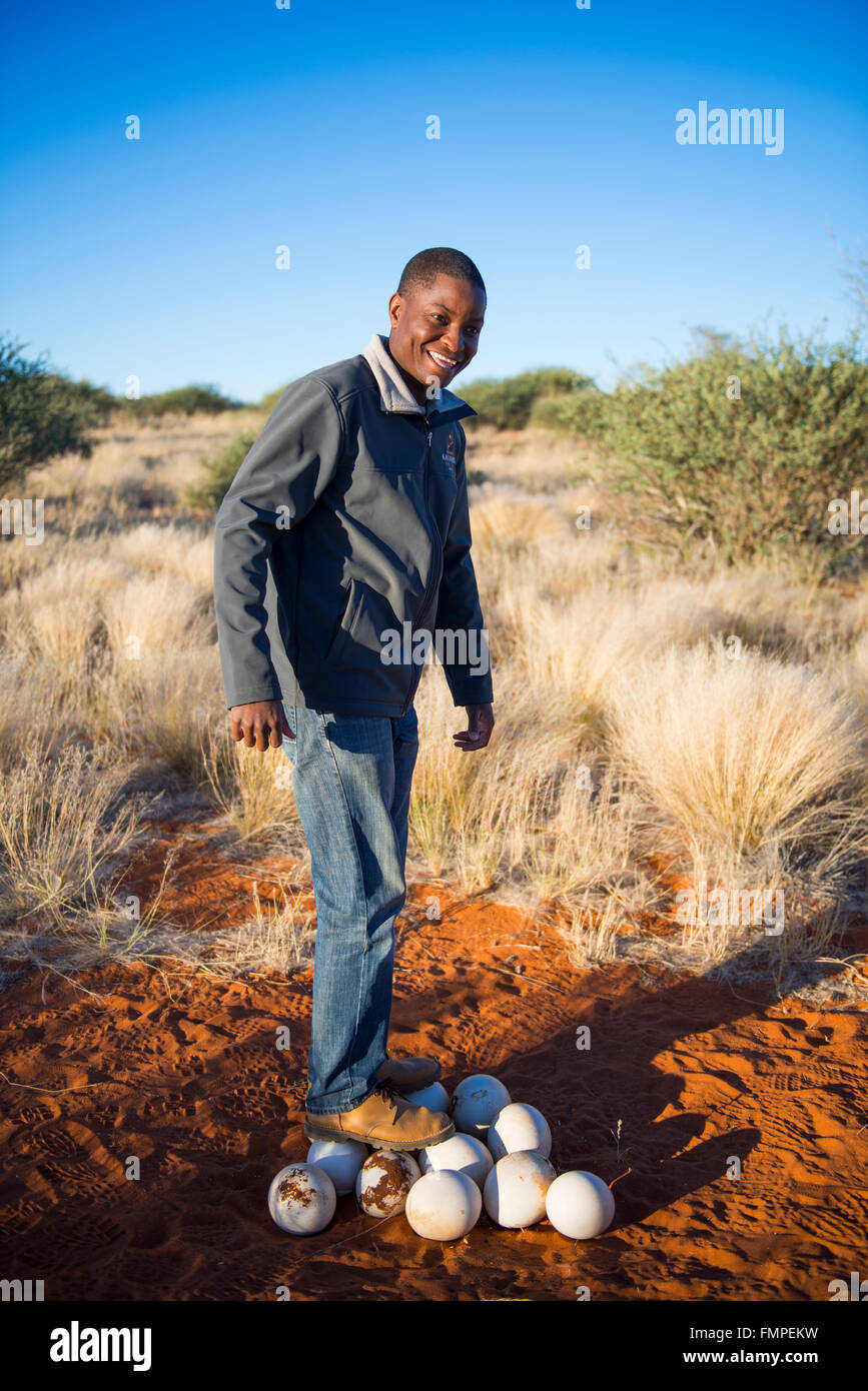 Hombre de pie local sobre los huevos de avestruz, el Kalahari Anib Lodge, Mariental, Namibia Foto de stock