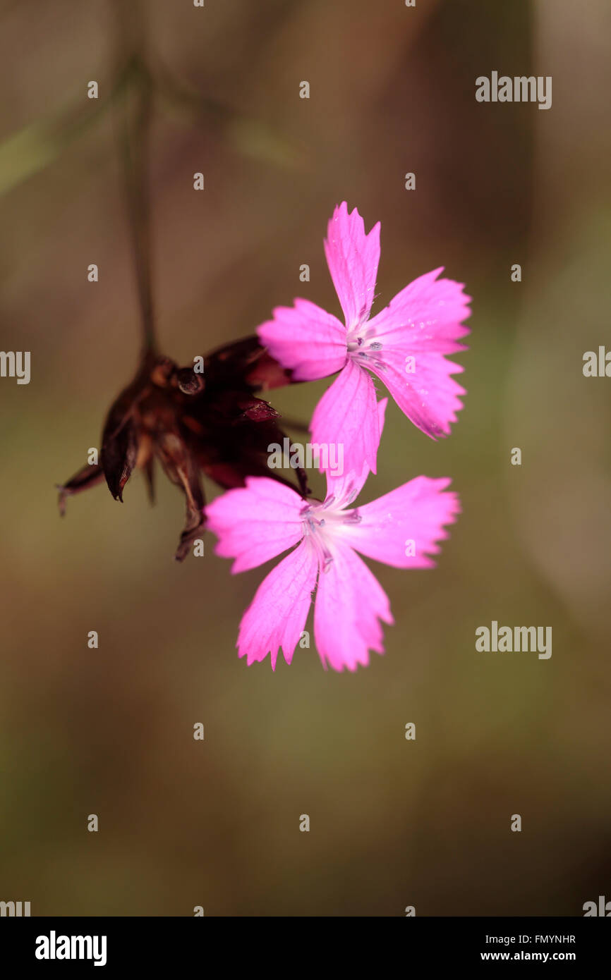 Dianthus carthusianorum cartujos, rosa. Foto de stock