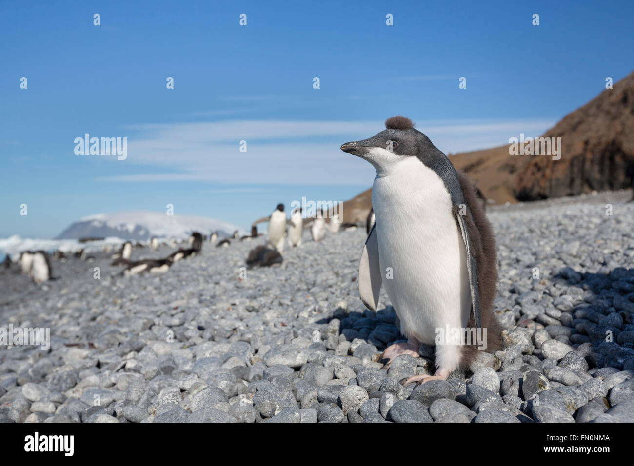 La Antártida, en la península Antártica, Brown Bluff. Pingüinos Adelie, chick Foto de stock
