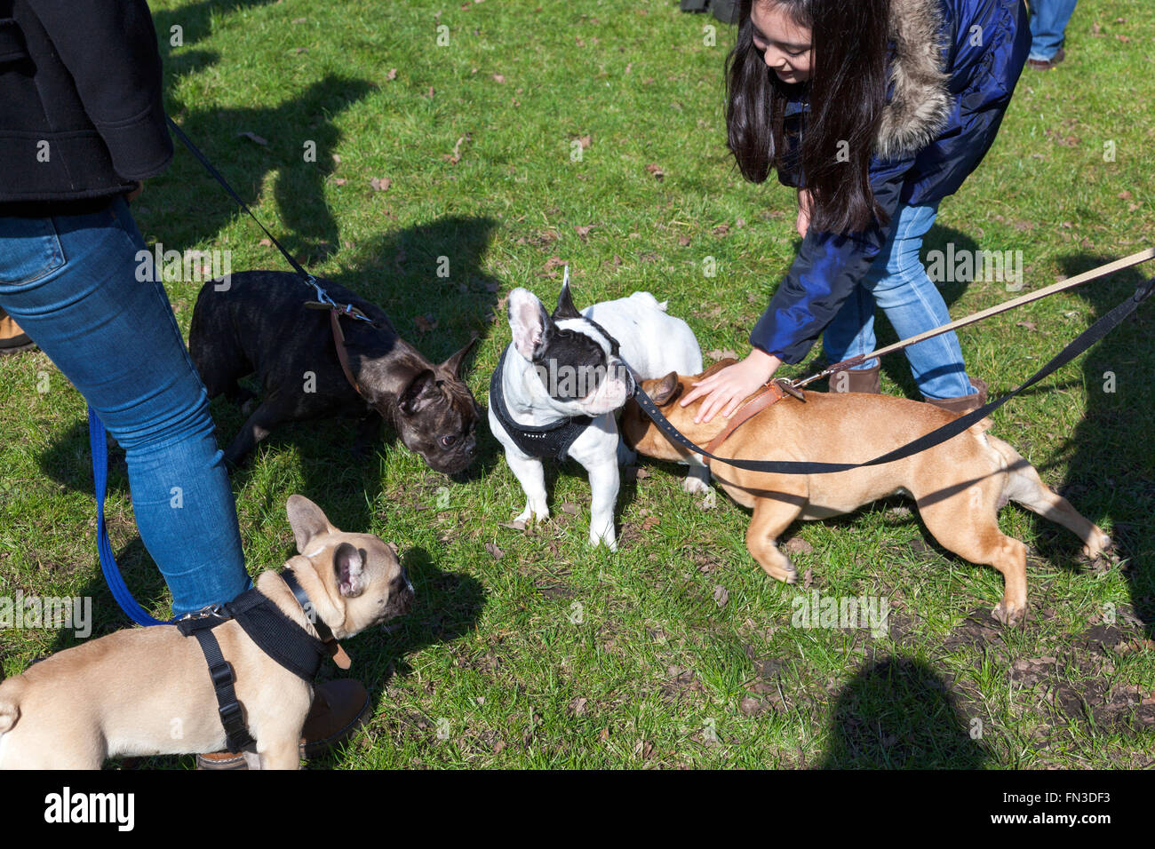 13 de marzo de 2016 - Meet-up y caminar de propietarios de Bulldog Francés de Londres en Regent's Park, Londres, Reino Unido. Foto de stock