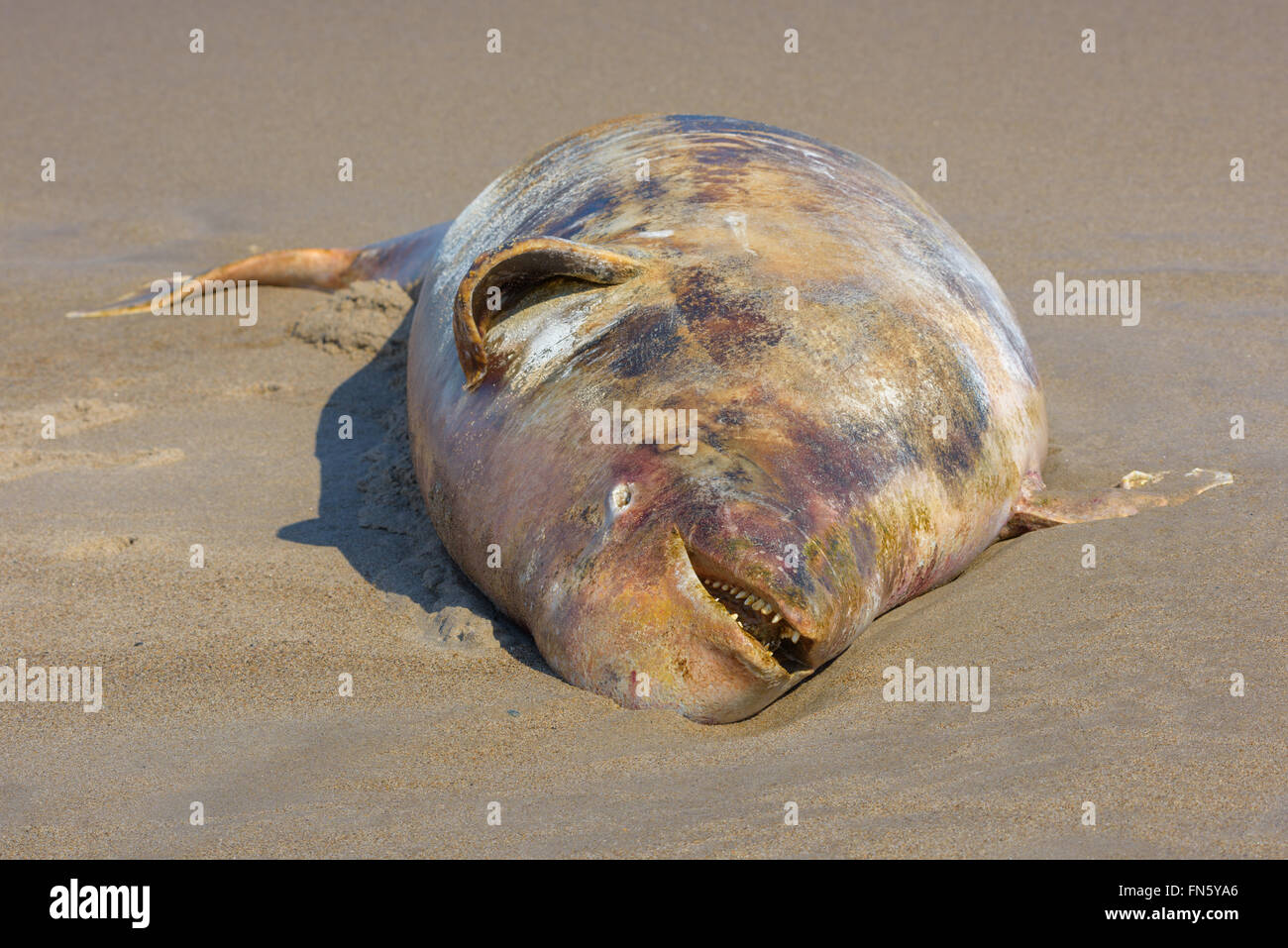 Beluga whale dead fotografías e imágenes de alta resolución Alamy