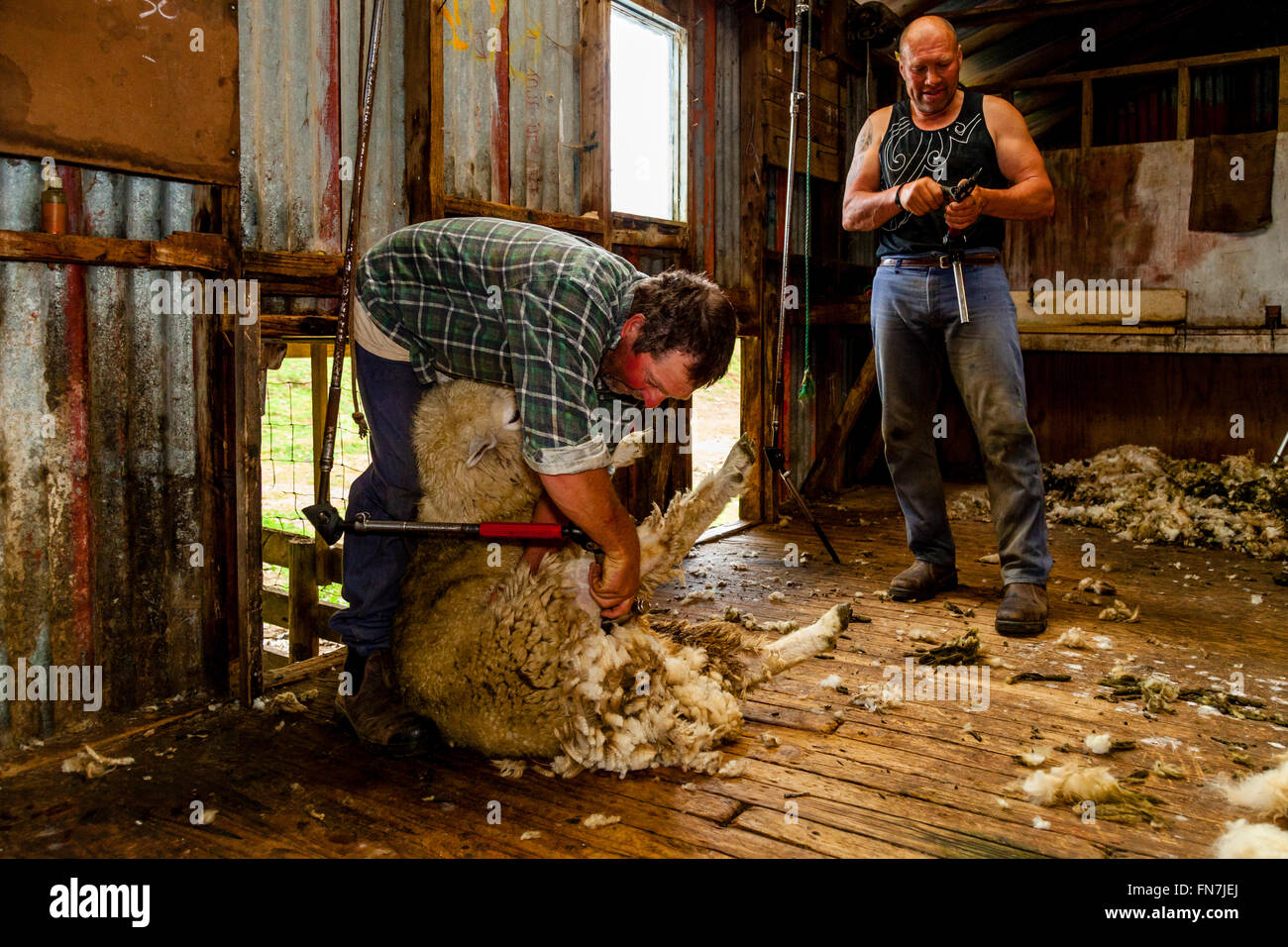 Ovejas crotching en una granja de ovejas, pukekohe, Nueva Zelanda Foto de stock