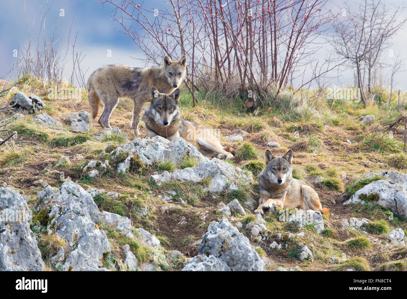 Lobos italianos, una manada de animales en cautividad descansando, Civitella Alfedena, Abruzzo, Italia Foto de stock