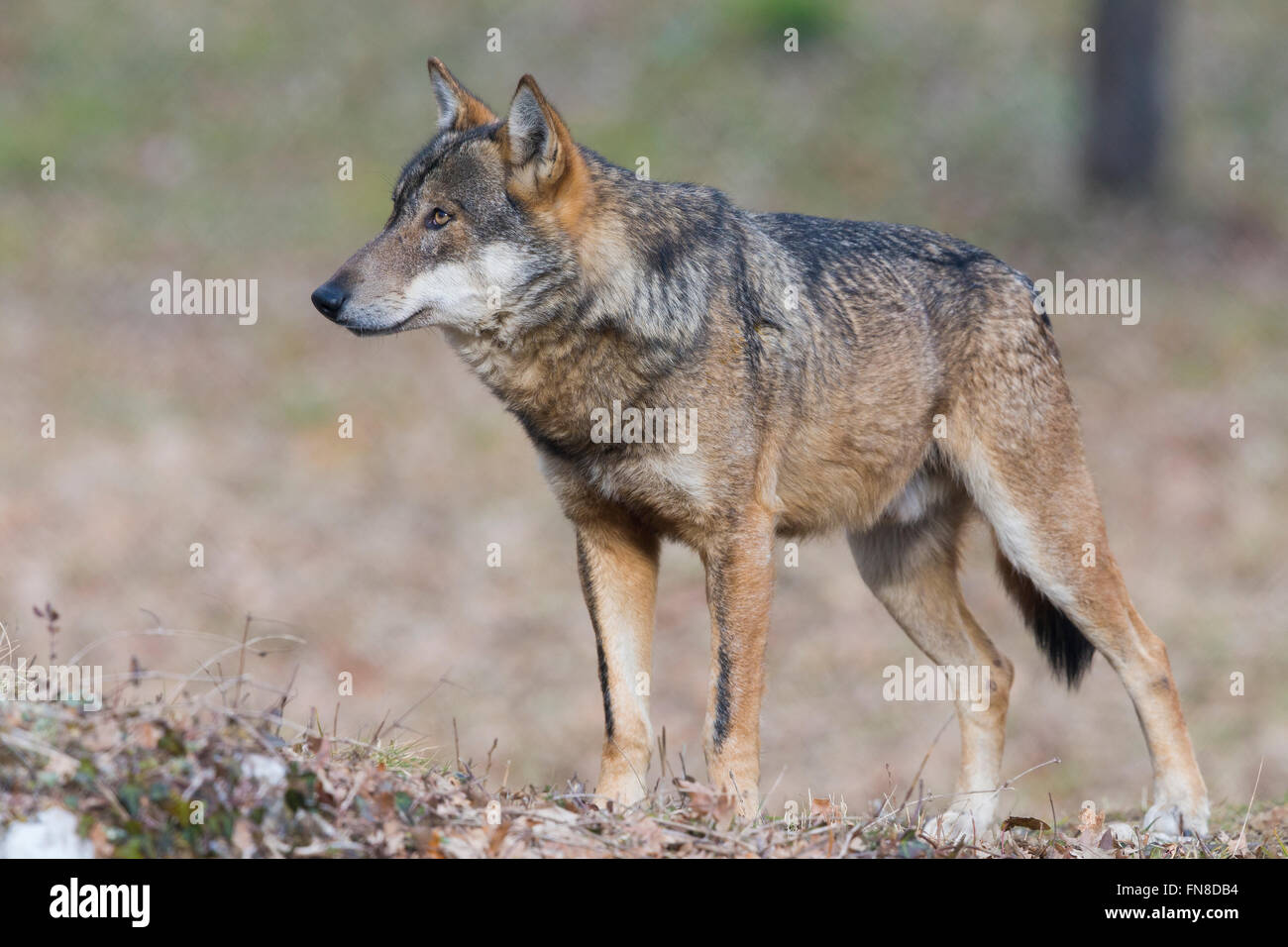 Lobo italiano (Canis lupus italicus), animales cautivos de pie en el suelo, Civitella Alfedena, Abruzzo, Italia Foto de stock