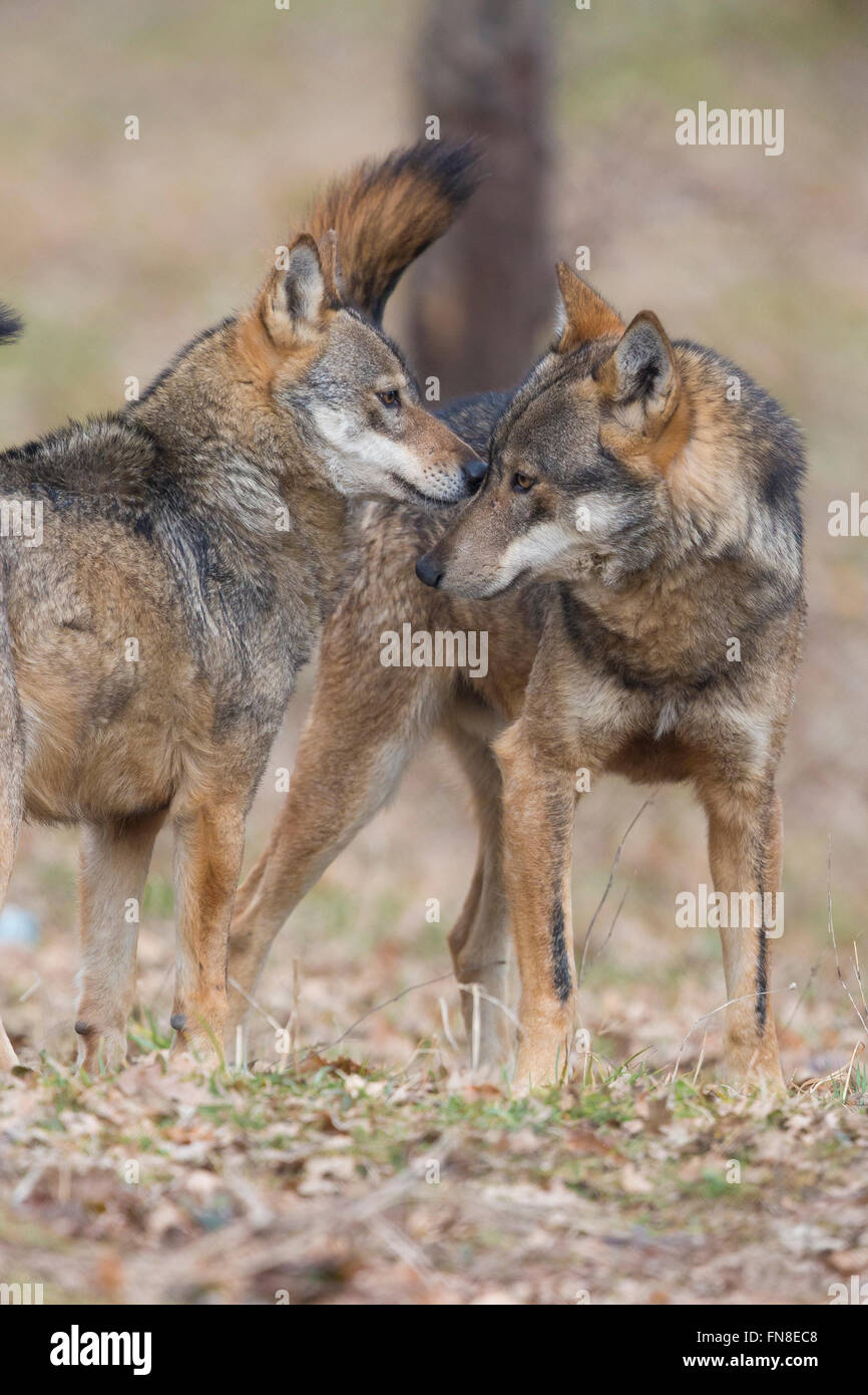 Lobo italiano (Canis lupus italicus), animales cautivos sniffing mutuamente, Civitella Alfedena, Abruzzo, Italia Foto de stock