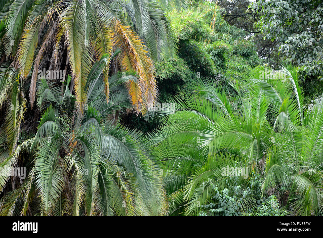 África: Kenia: Nairobi: frondosos árboles y palmeras en Westlands Nairobi Foto de stock