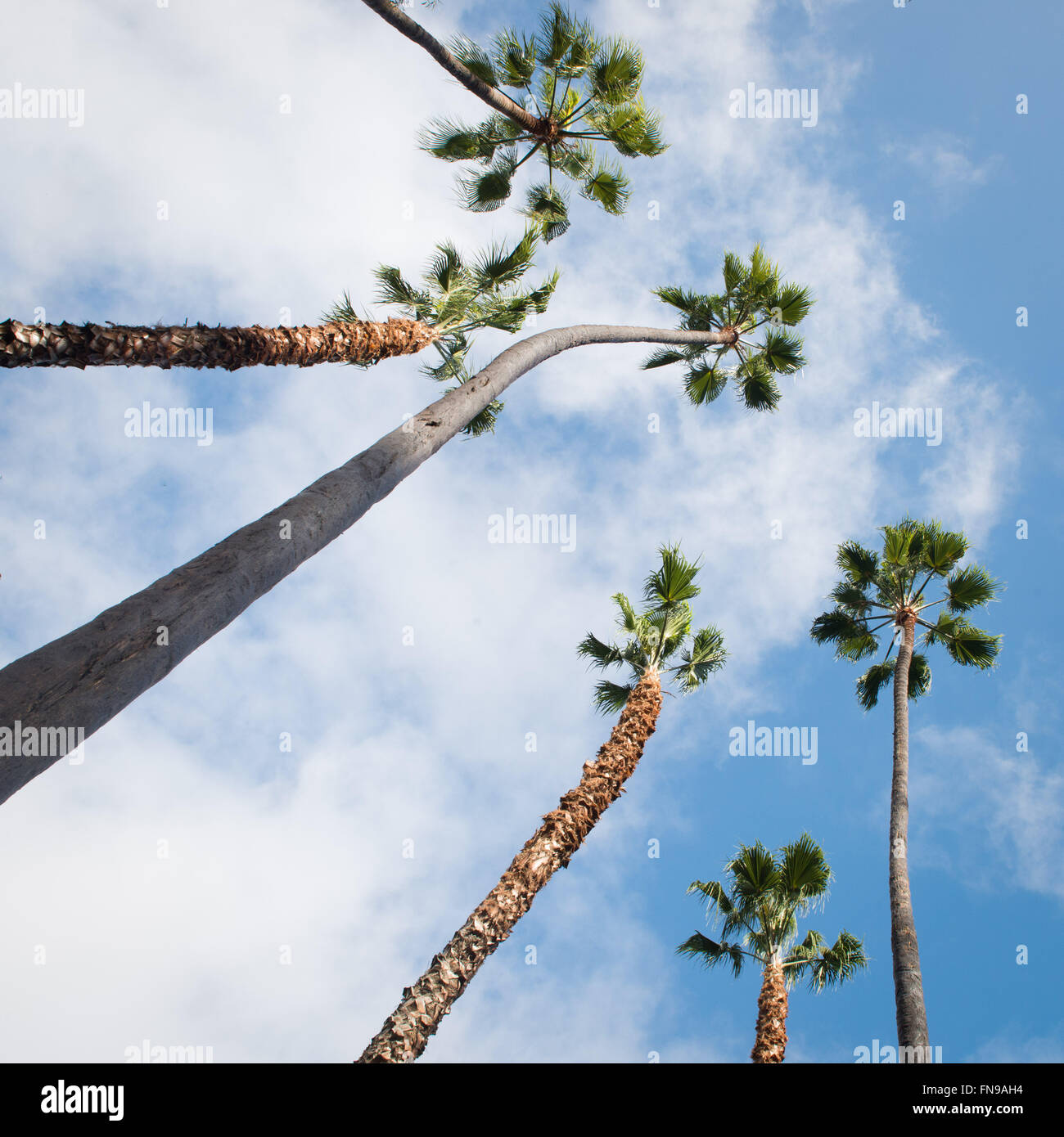 Las Palmeras contra el cielo Foto de stock