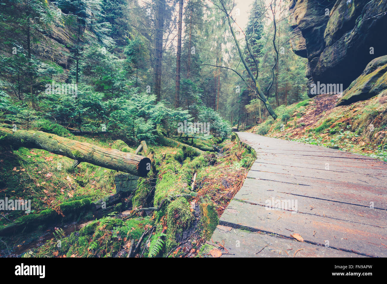 Ruta de senderismo de madera a través de paisajes forestales Foto de stock