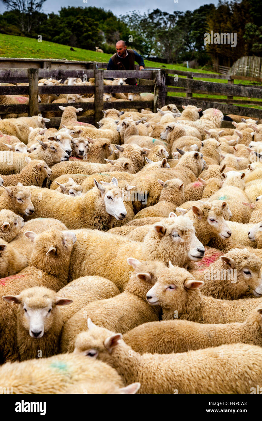 Ovejas en un corral esperando para ser contados y pesado, granja ovejera, pukekohe, Isla del Norte, Nueva Zelanda Foto de stock