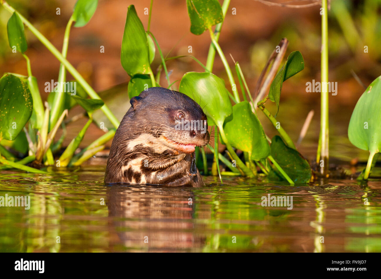 Peligro de rio (Pteronura brasilienis) en el Pantanal, en Brasil Foto de stock