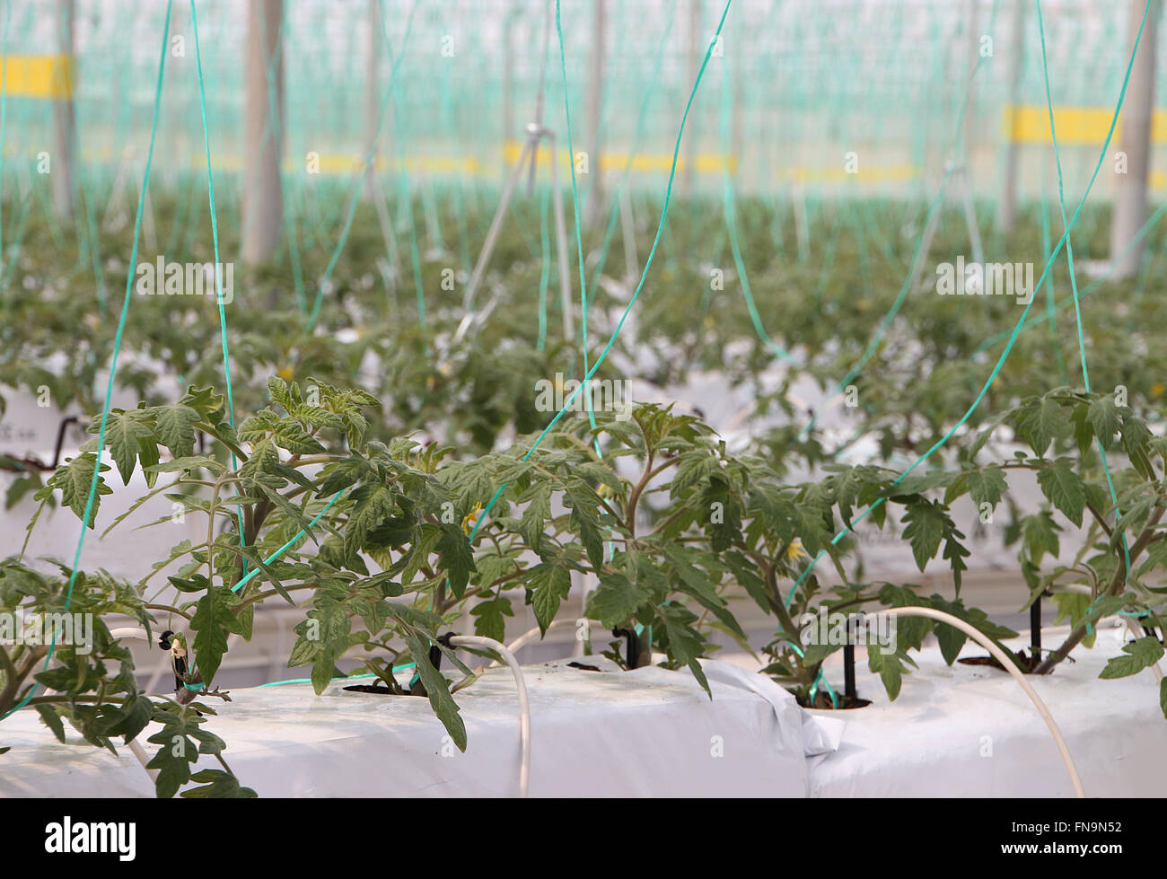 Las plantas de tomate creciendo dentro de un invernadero Foto de stock