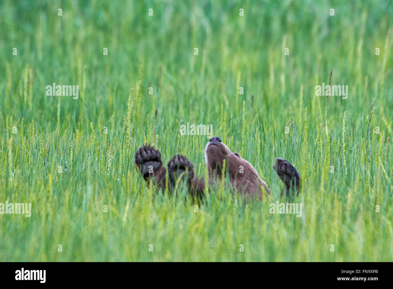 Pequeño Muelle Grizzly Bear Cub, Ursus arctos, rodando en la juncia hierba en el Parque Nacional Lake Clark, Alaska, EE.UU. Foto de stock