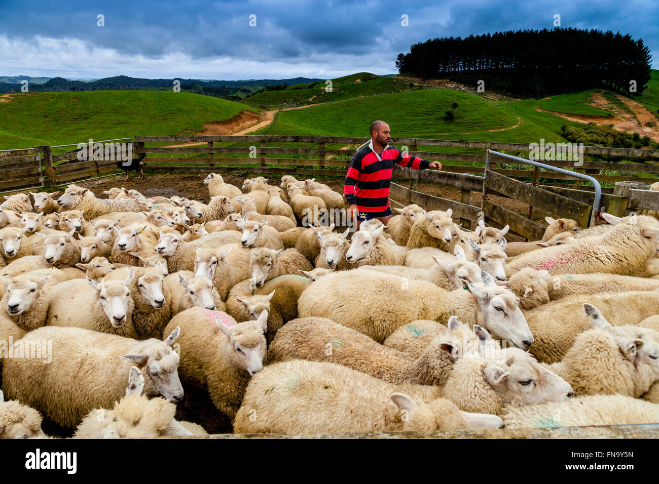 Ovejas en un corral de ovejas esperando a ser cortado, granja ovejera, pukekohe, Nueva Zelanda Foto de stock