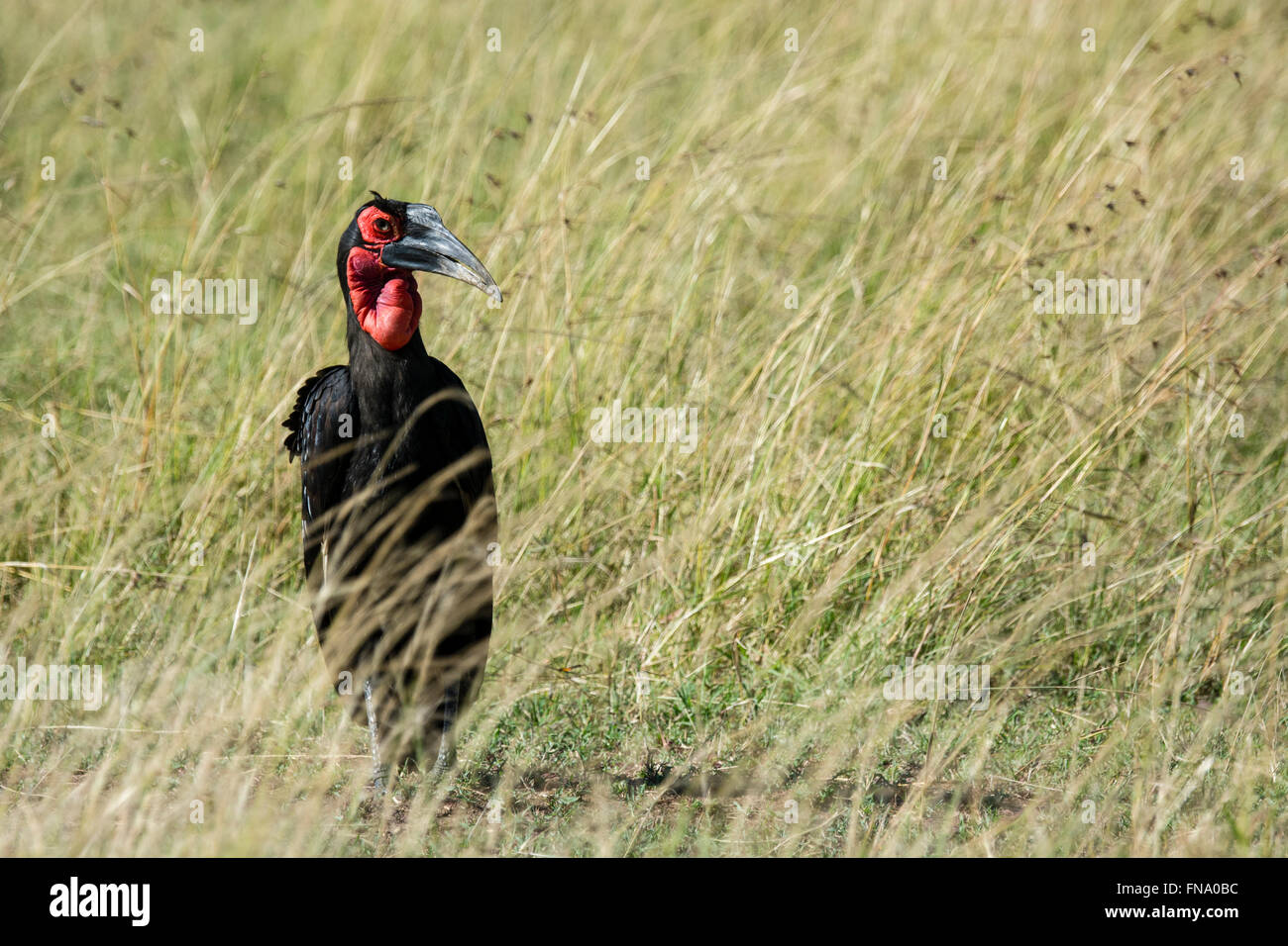 Tierra del Sur, Bucero Bucorvus leadbeateri o cafer, de pie en el césped en la Reserva Nacional de Masai Mara, Kenya, Africa. Foto de stock