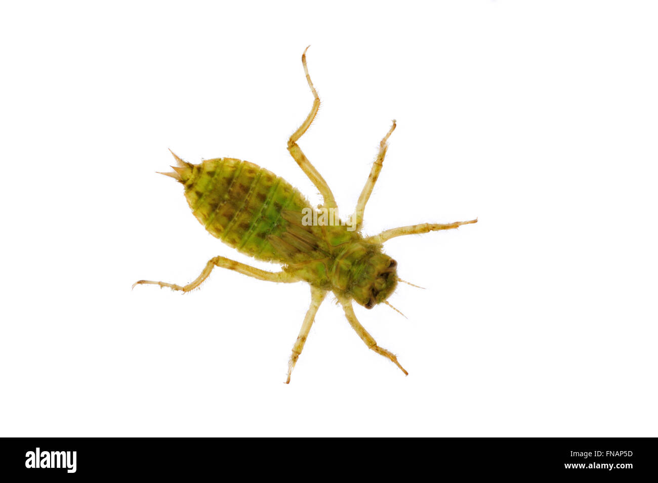 Blacktailed skimmer dragonfly (Orthetrum cancellatum) / larva, ninfa