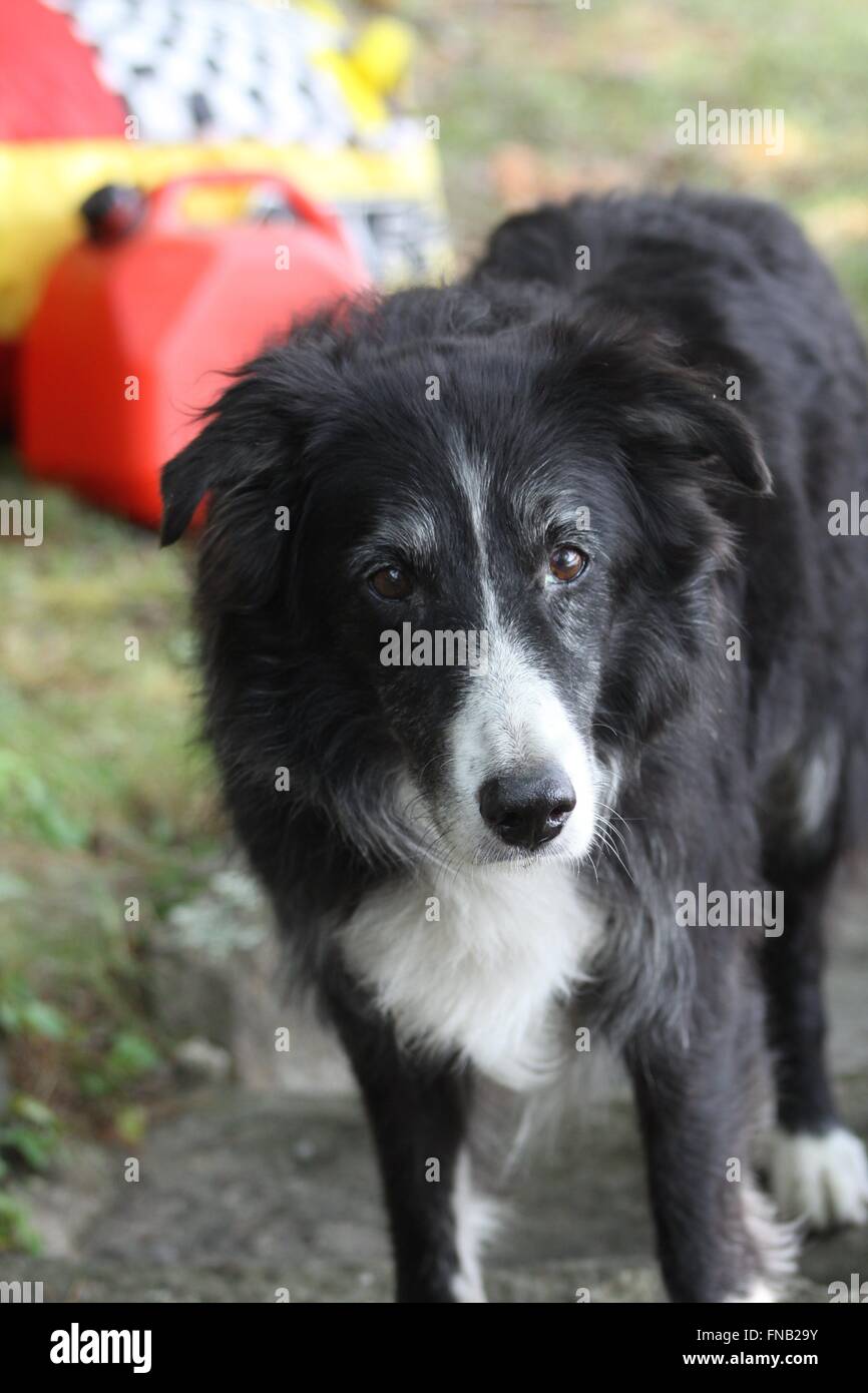 Perro negro de pelo largo fotografías e imágenes de alta resolución - Alamy