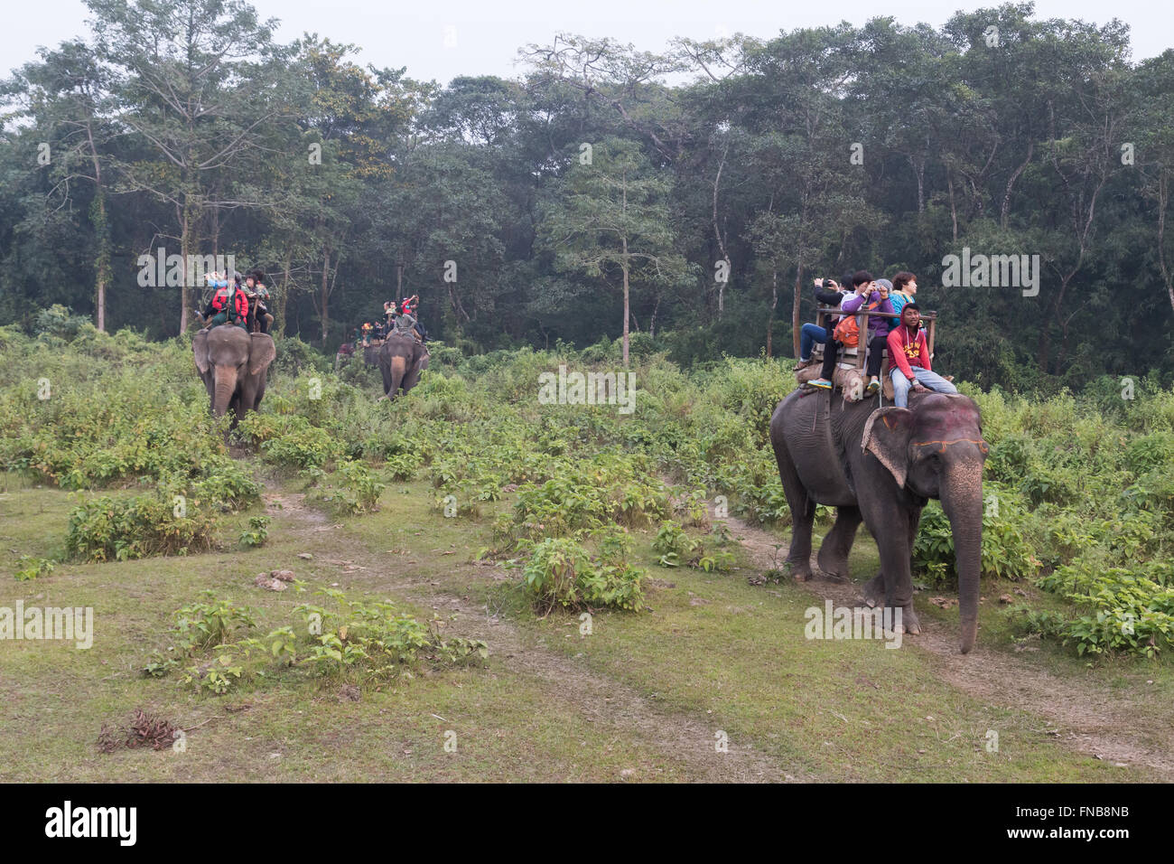 El Parque Nacional de Chitwan, Nepal - Noviembre 30, 2014: Los turistas en un paseo en elefante. Foto de stock