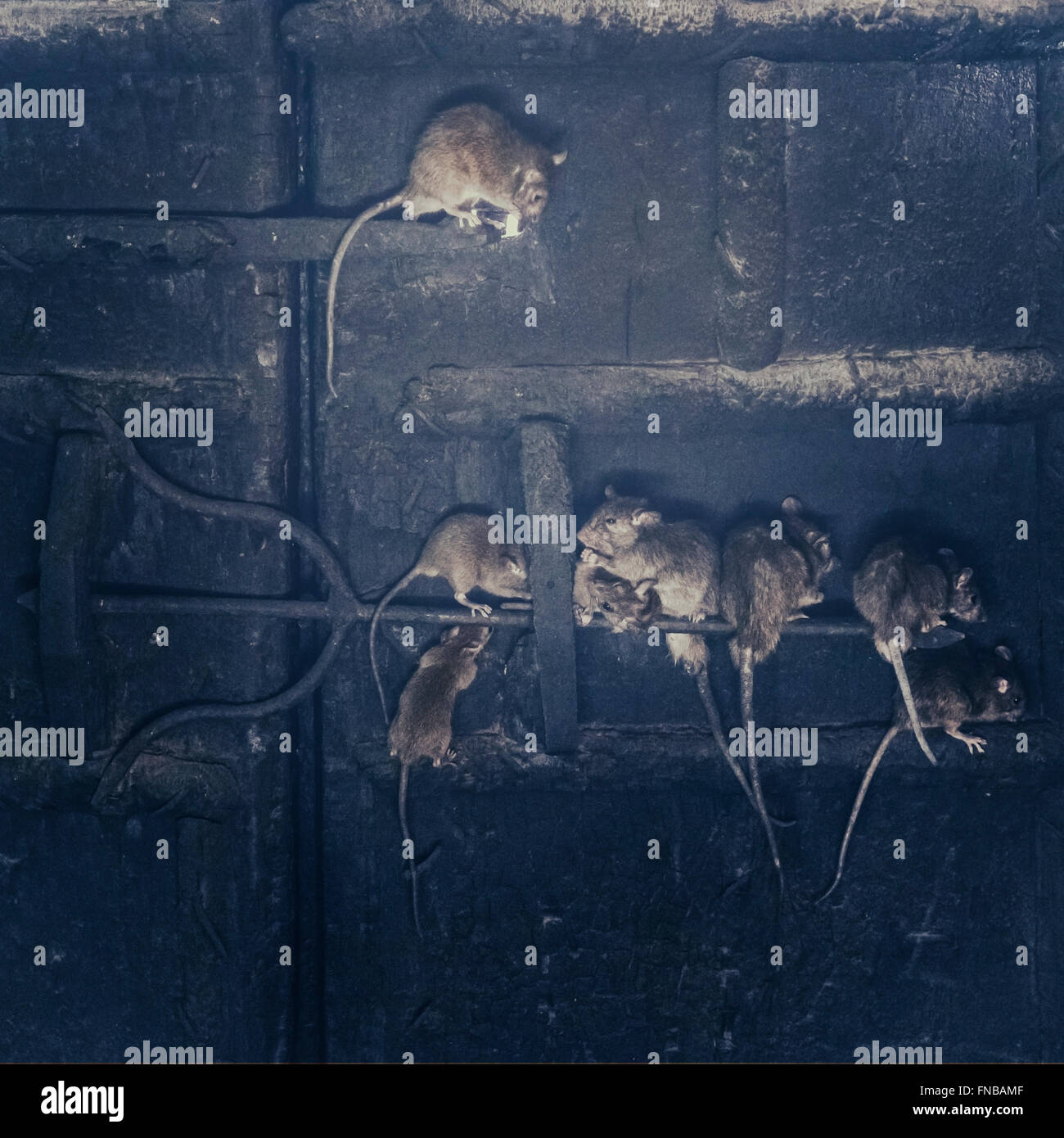Ratas en una antigua puerta de madera en un castillo Foto de stock