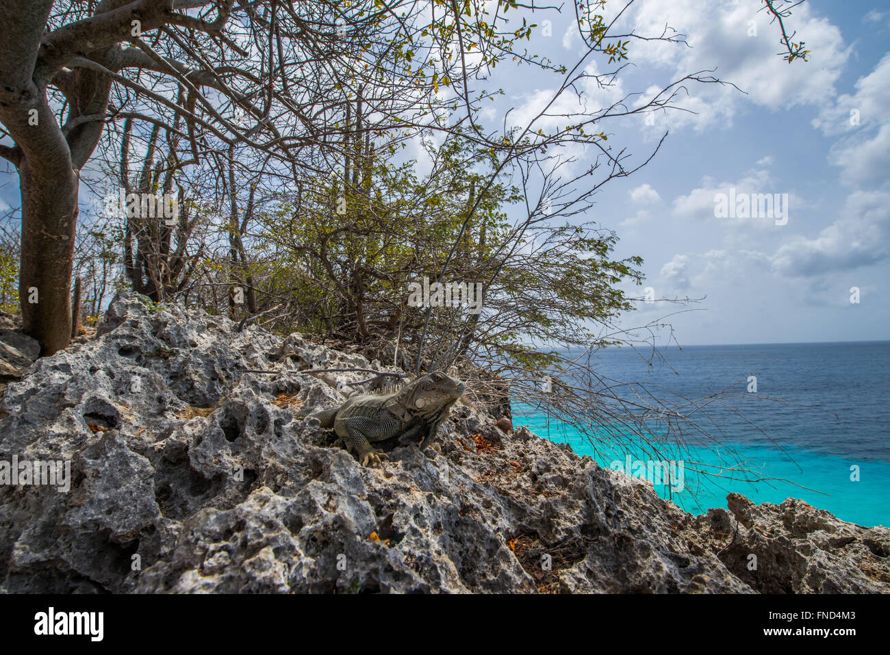 Hermosas aguas azul celeste del mar alrededor de Bonaire Foto de stock