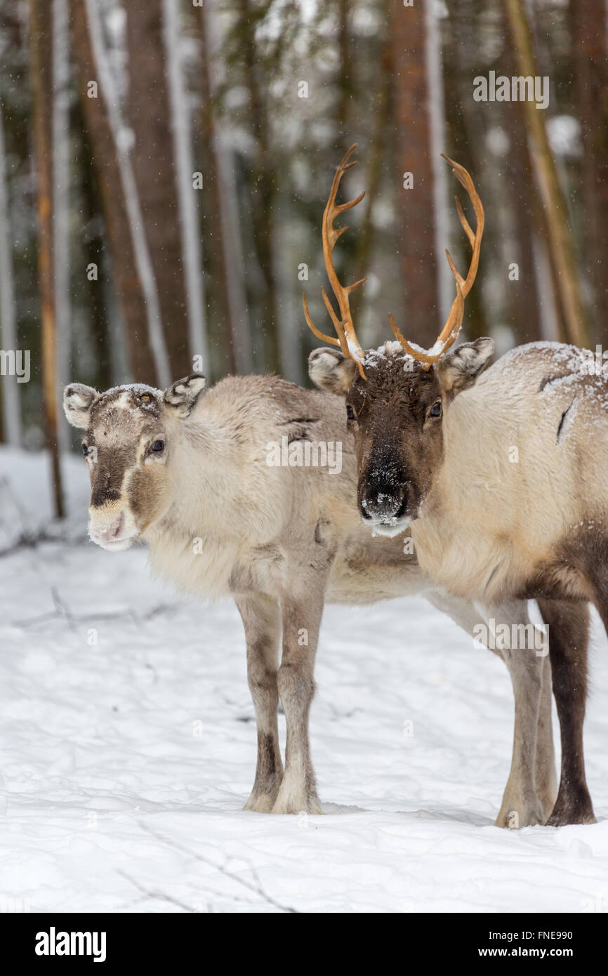 Dos de los renos (Rangifer tarandus) en la nieve, cautiva, Kivilompolio, cerca de Rovaniemi, Laponia, Finlandia Foto de stock