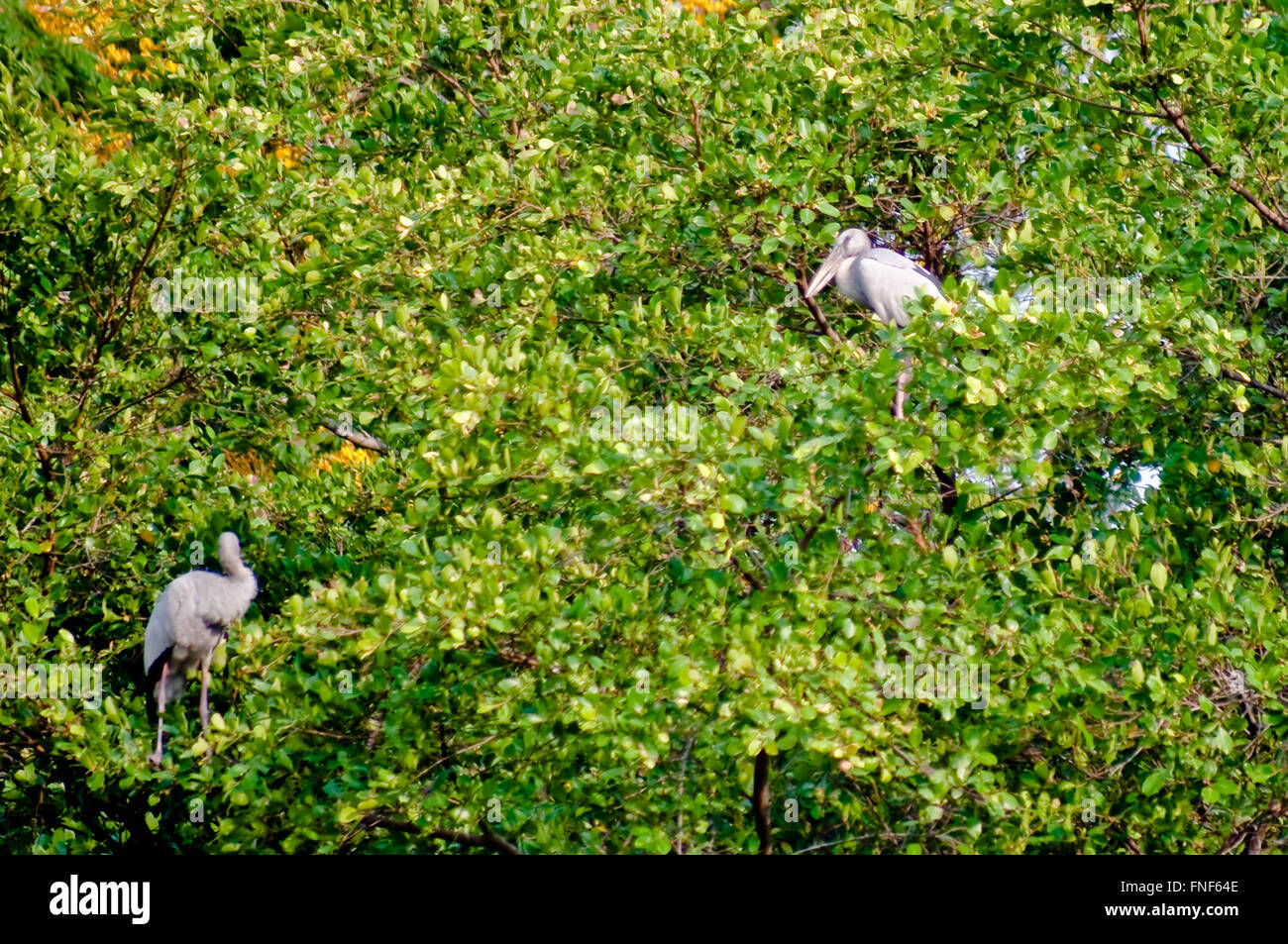 Asian openbill (Anastomus oscitans), de pie en un árbol. Foto de stock