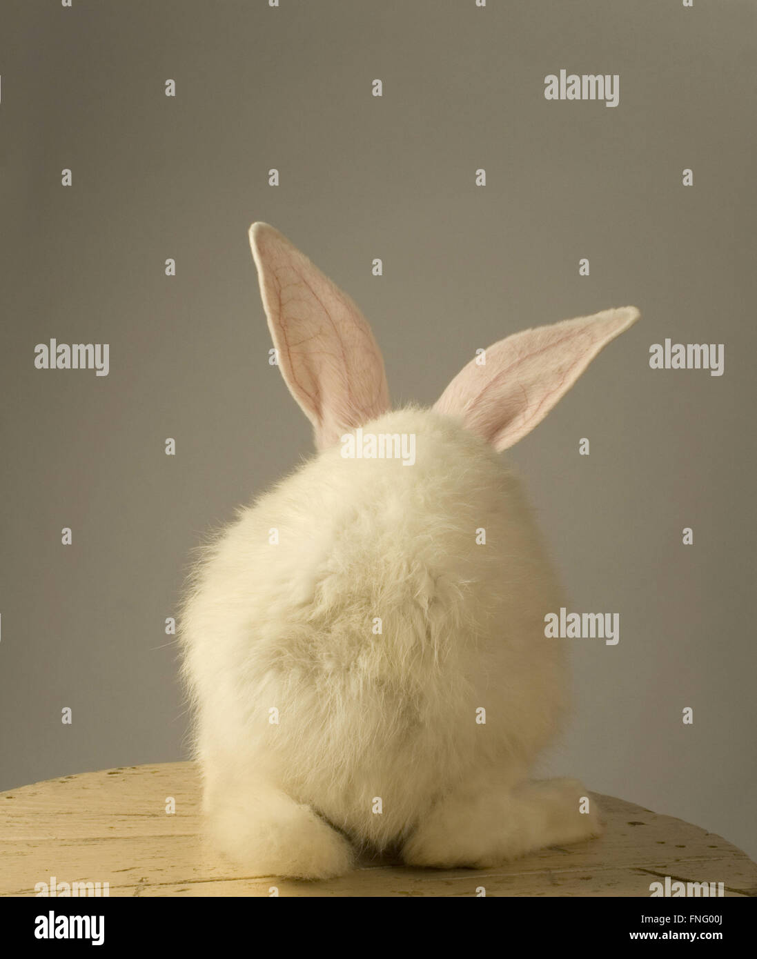 Retrato de un conejo blanco con el pie con la parte posterior de la cámara sobre fondo gris Foto de stock