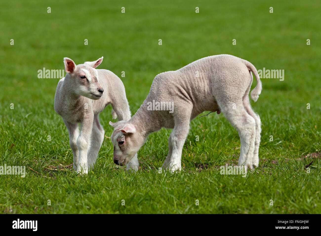 Corderos recién nacidos en la pradera Foto de stock