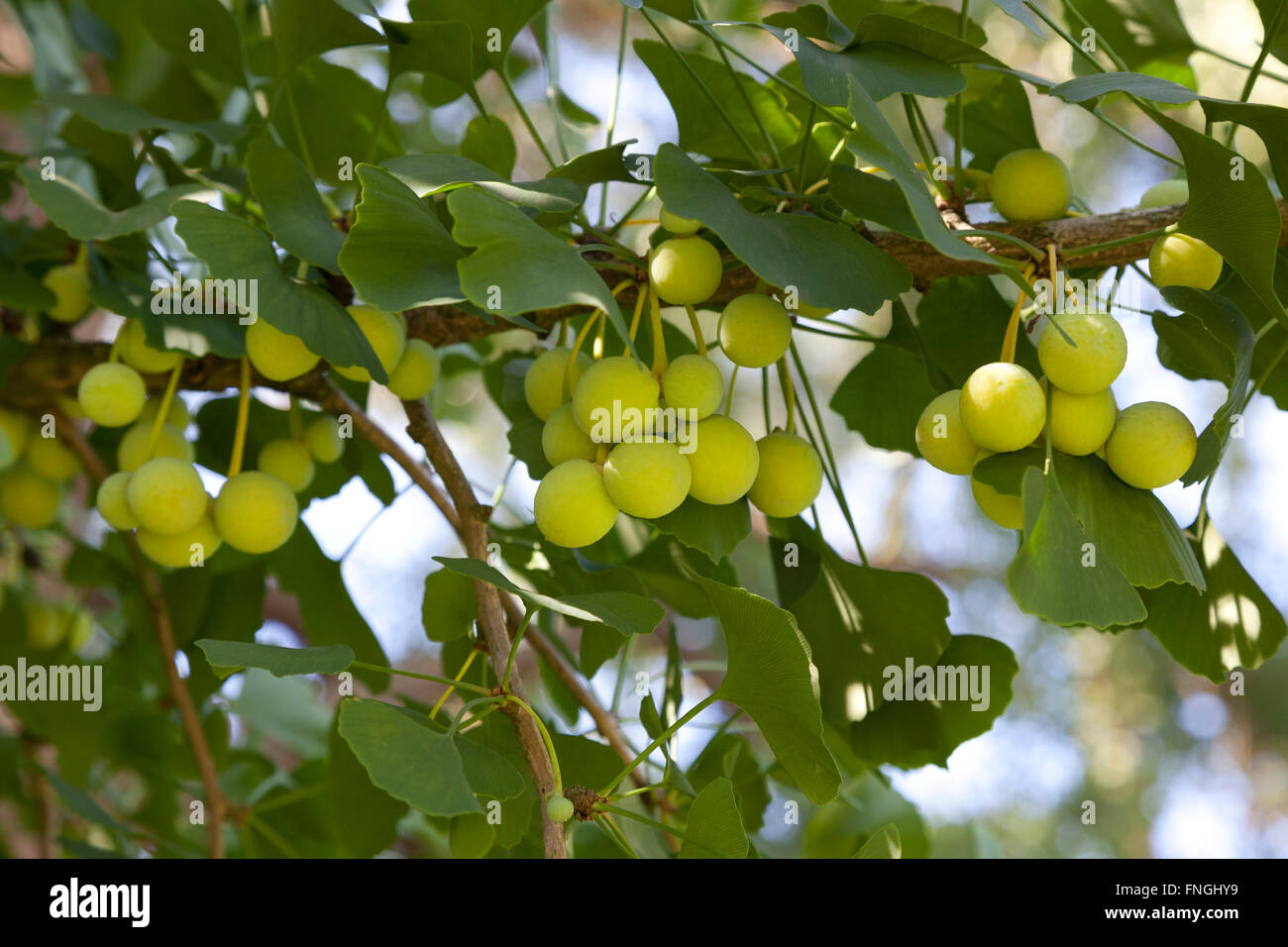 El Ginkgo biloba semillas en el árbol. Foto de stock