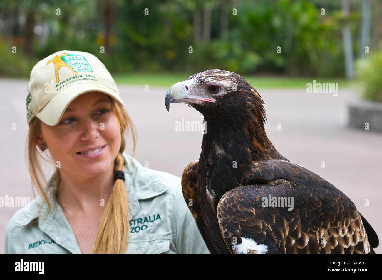 Águila de cola en cuña con portero en el parque zoológico de Australia Foto de stock