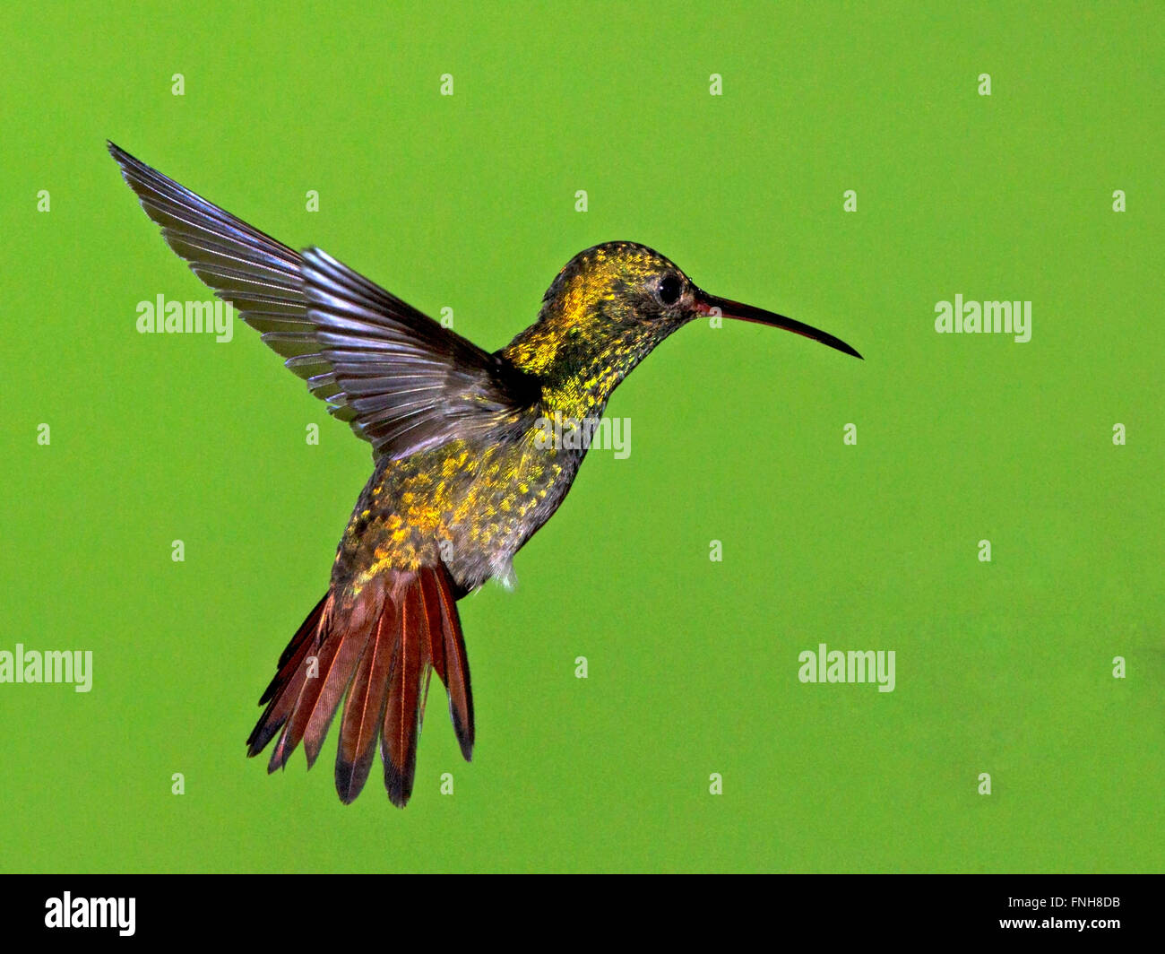 Rufous-tailed Hummingbird flotando Foto de stock