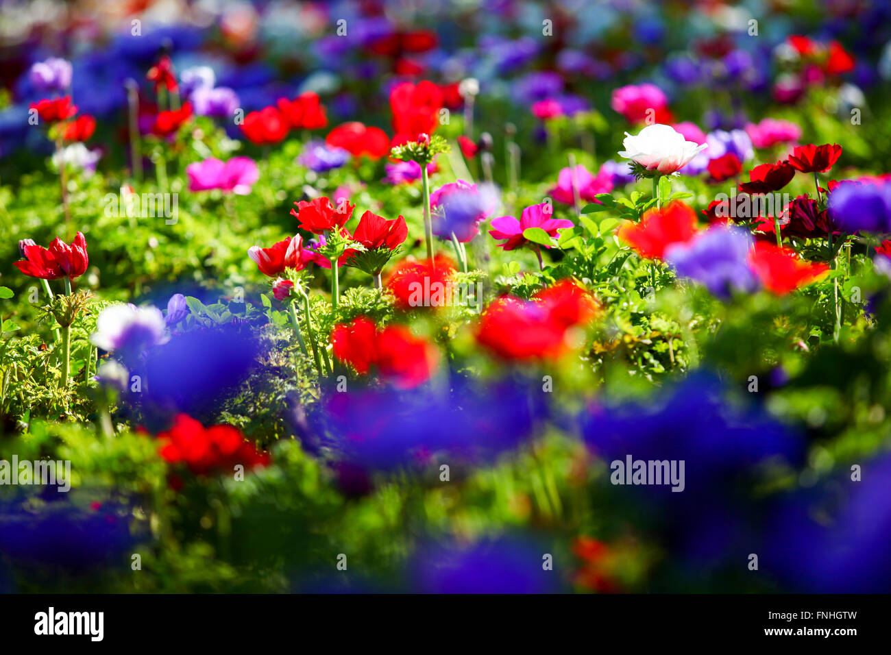 Un campo de cultivo de flores coloridas y vívidas anémona. Fotografiado en Israel Foto de stock
