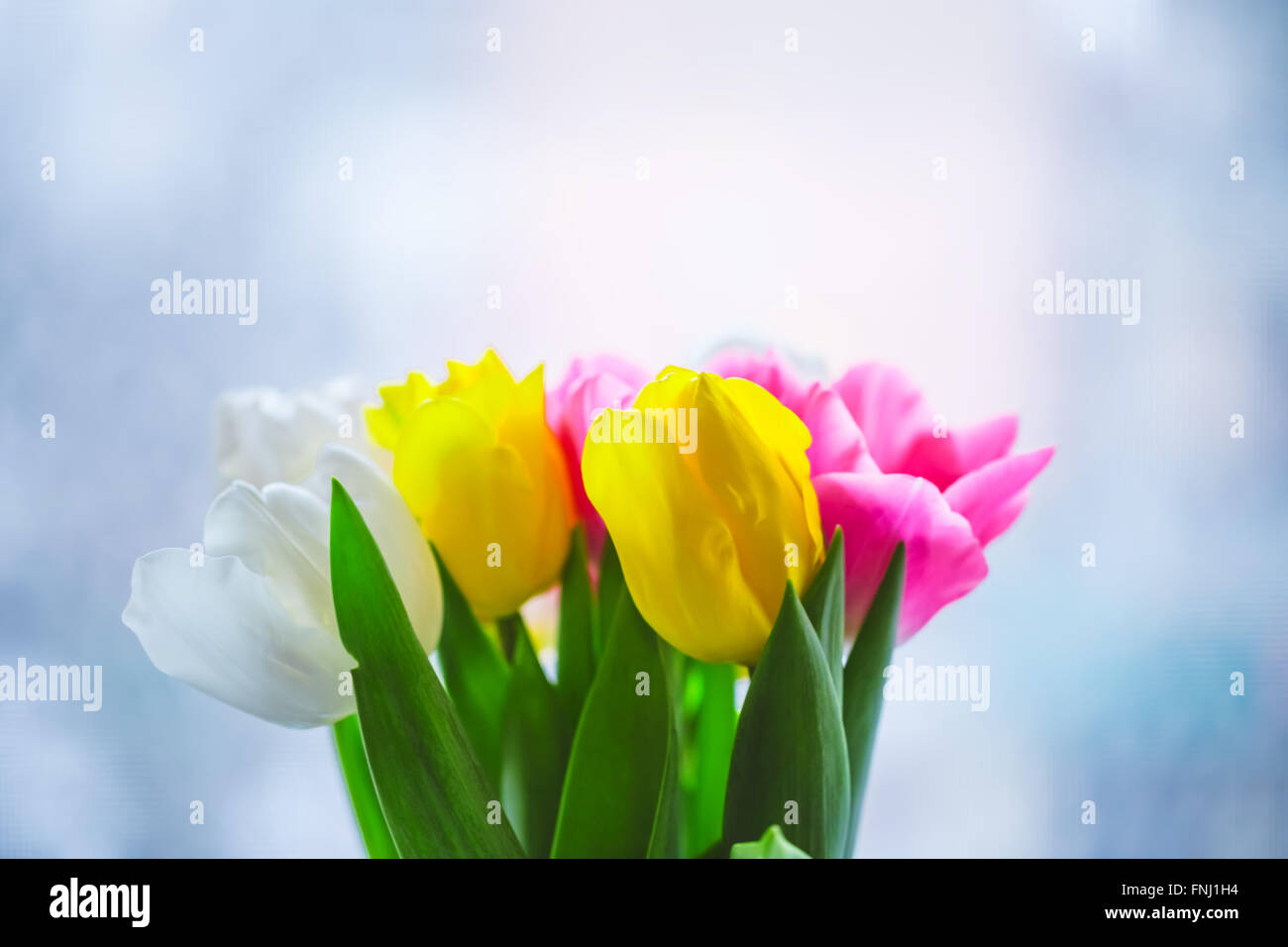 Hermosa rosa y púrpura tulipanes. un ramo de flores para el 8 de marzo, o el día de San Valentín Foto de stock