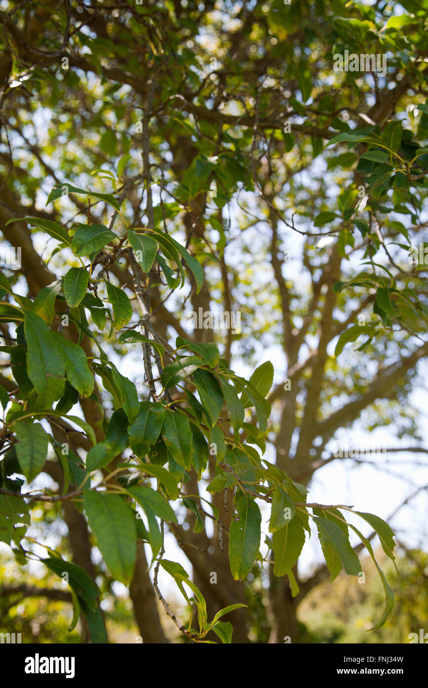 Prunus africana fotografías e imágenes de alta resolución Alamy