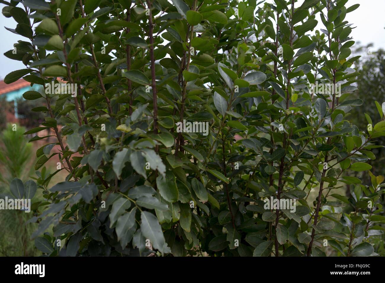 Yerba Mate planta la cual está hecha de té Fotografía de stock - Alamy