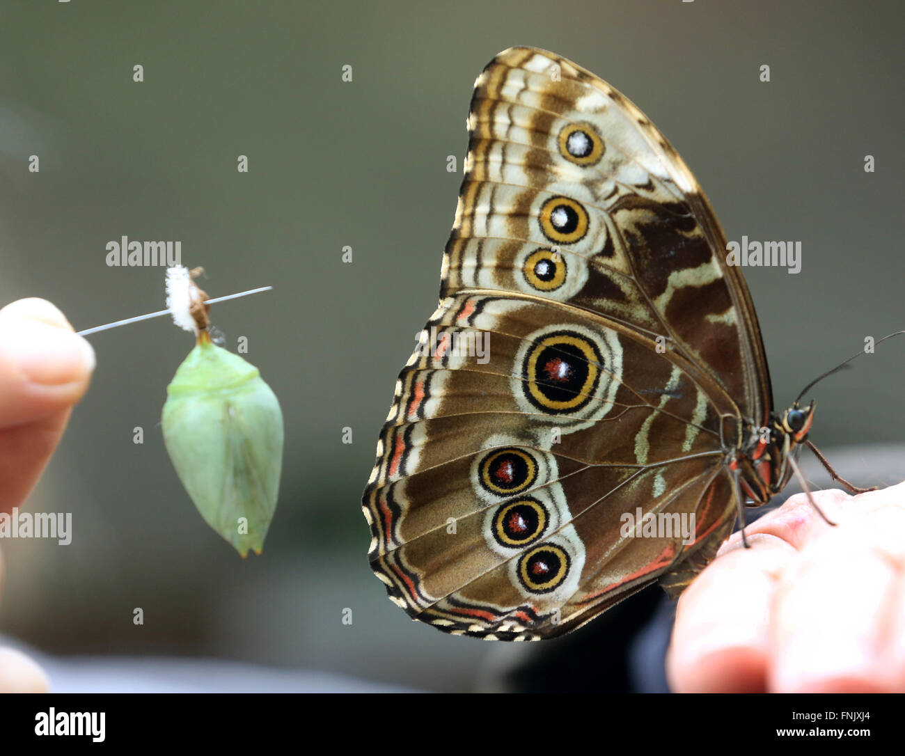 Mano Mariposa Empate Con La Flor Fotos, retratos, imágenes y fotografía de  archivo libres de derecho. Image 60235966