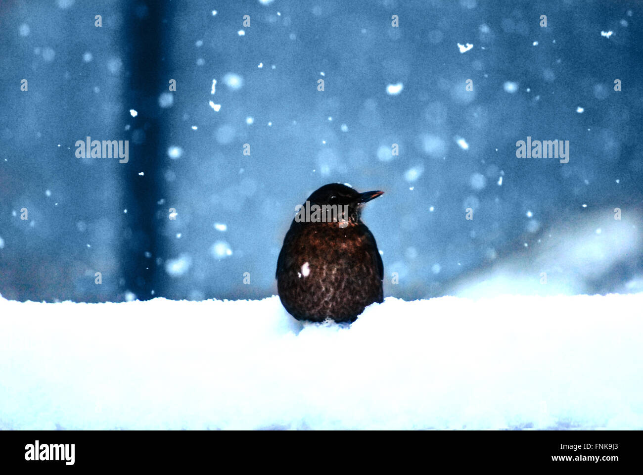 Little Bird sentado en la nieve Foto de stock
