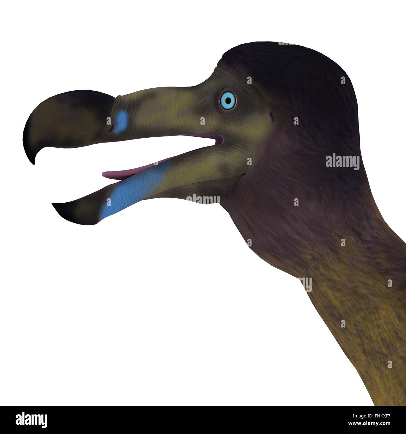 El Dodo es un extinto ave no voladora que vivió en la Isla Mauricio en el Océano Índico. Foto de stock