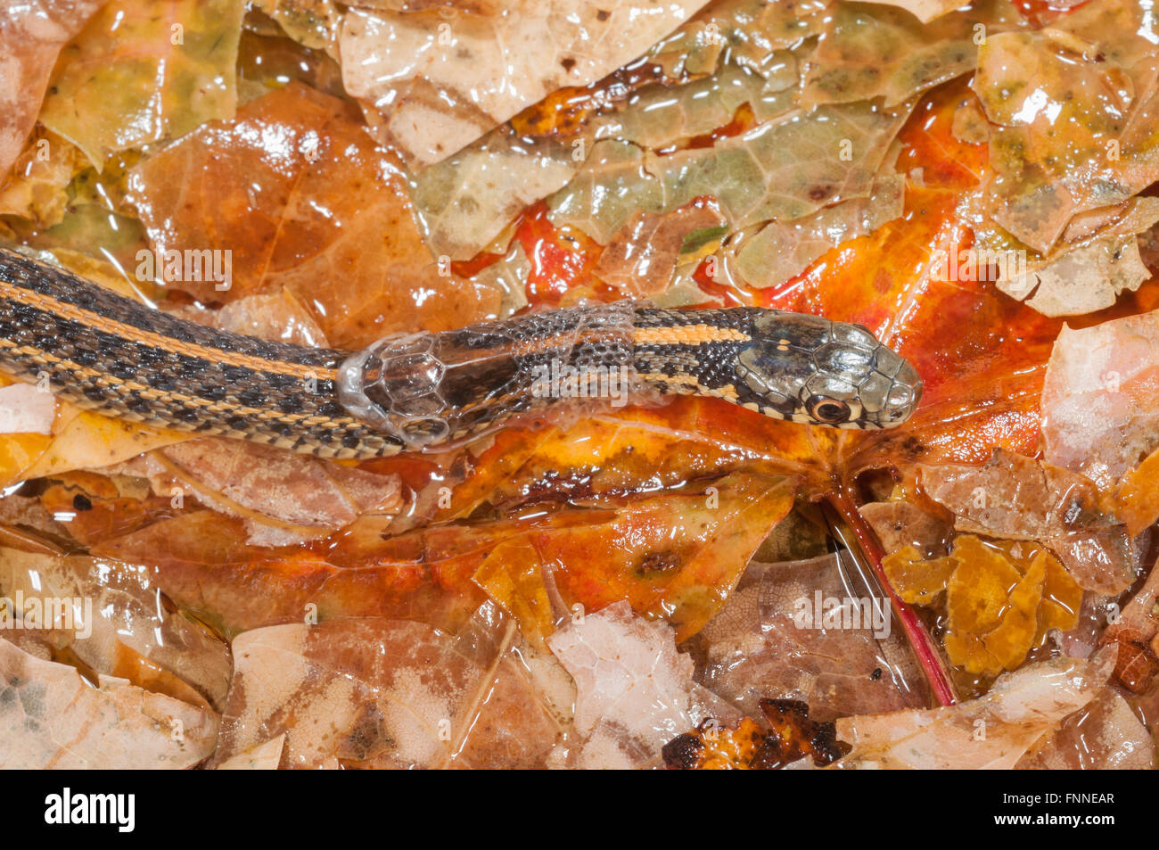 Llanuras Garter Snake, Thamnophis radix nativa; al Centro de Estados Unidos a Canadá Foto de stock