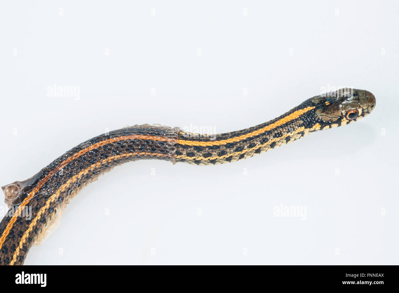 Llanuras Garter Snake, Thamnophis radix nativa; al Centro de Estados Unidos a Canadá; derramando; abertura sobre fondo blanco. Foto de stock