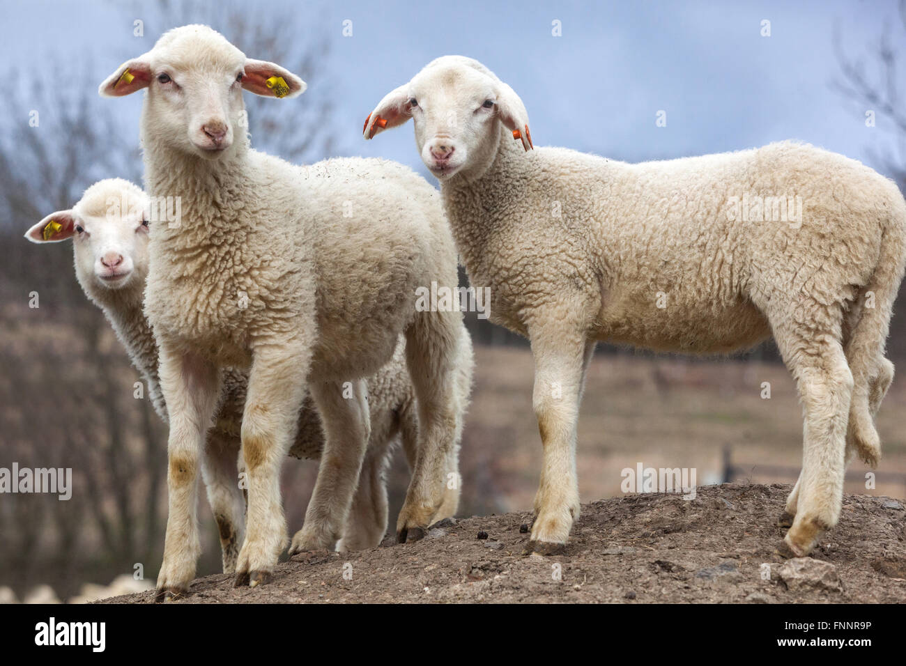Granja de ovejas tres corderos primavera República Checa Foto de stock