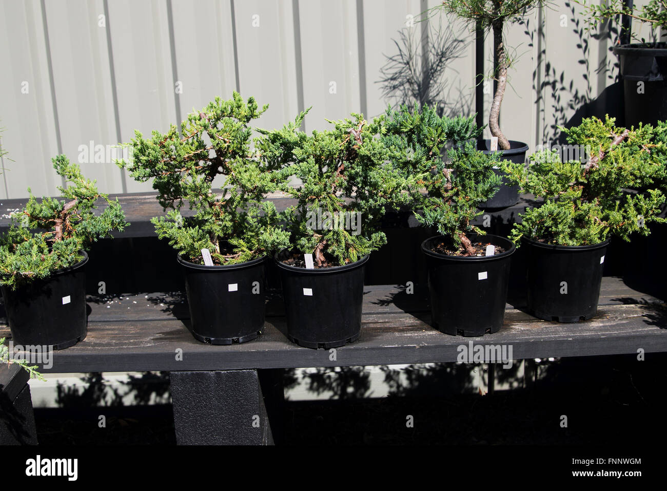 Juniperus procumbens o conocida como Juniper Bonsai starter Foto de stock