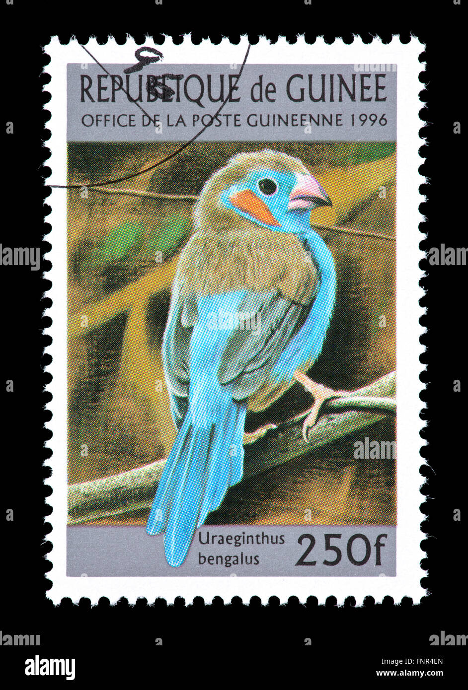 Sello de Guinea representando rojo-cheeked cordon-bleu o rojo-cheeked cordonbleu (Uraeginthus bengalus) Foto de stock