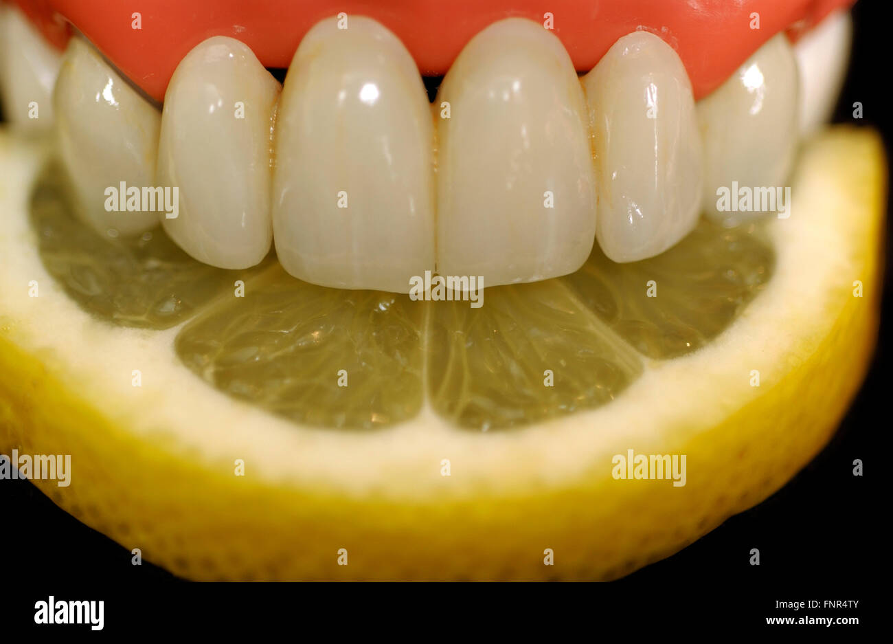 Una dentadura postiza morder abajo en una rodaja de limón. Foto de stock