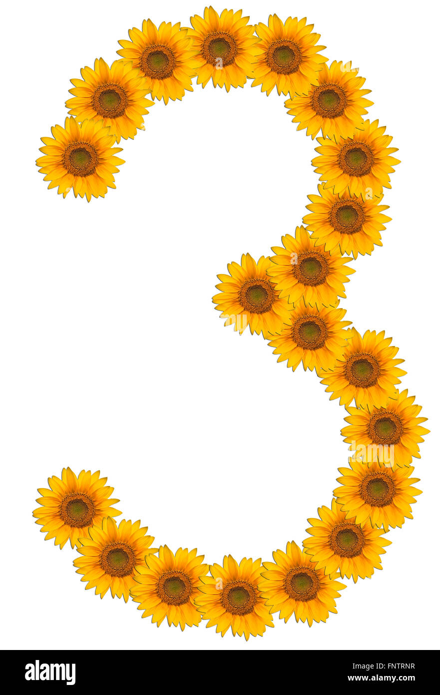 Numbers flowers sunflower on white fotografías e imágenes de alta  resolución - Alamy