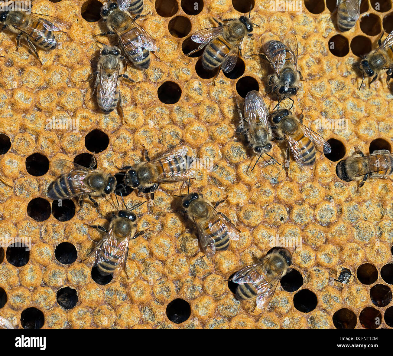 Colmena de abejas interior fotografías e imágenes de alta resolución - Alamy