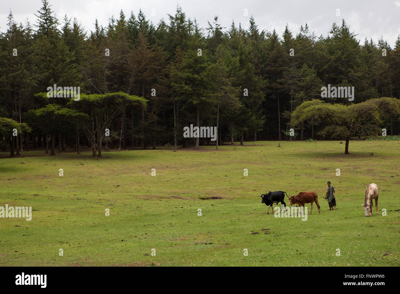 Caballos y vacas pastan en exuberantes campos verdes, Etiopía África Foto de stock